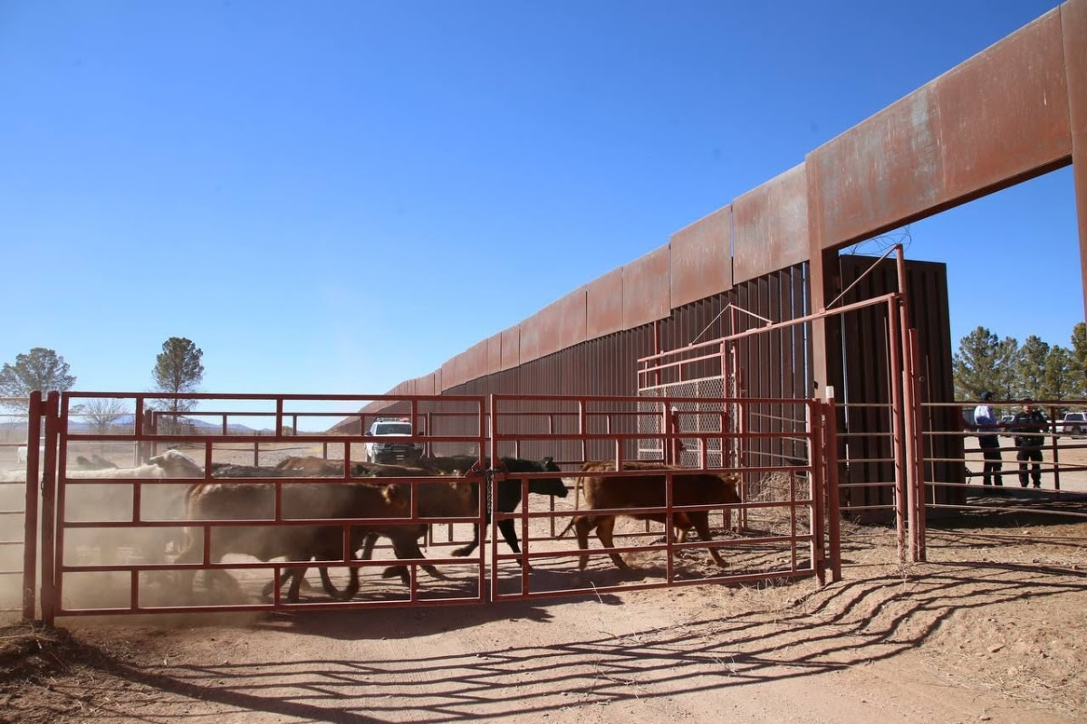 Gobernador Durazo reactiva exportación de ganado sonorense con cruce de más de 3 mil cabezas a Estados Unidos